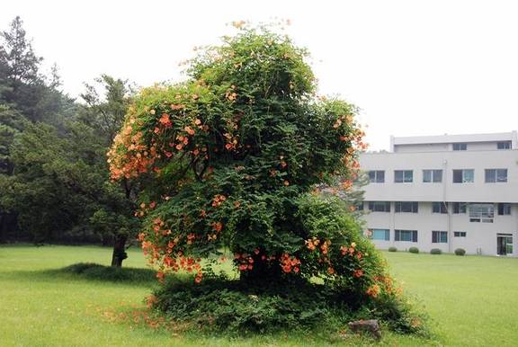 홍림원의 능소화