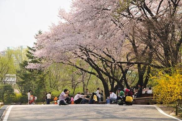 홍릉수목원의 봄