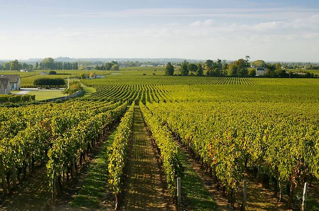 미랭보 성 앞에 펼쳐진 포도밭.