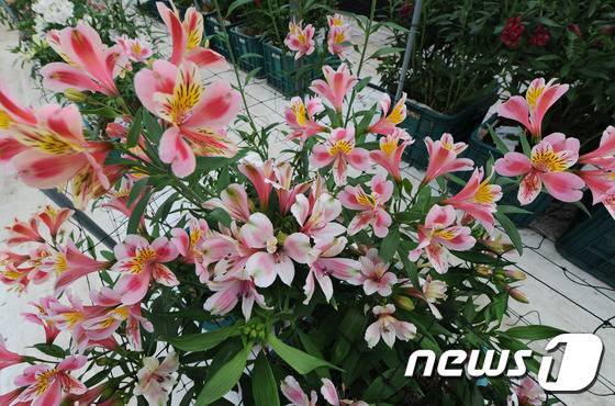 '새로운 만남' 이라는 의미를 지니고 있는'알스트로메리아' 꽃. 졸업과 입학 또는 새로운 일을 시작하는 사회초년생에게 축하 선물로도 좋은 의미를 지니고 있다.(전남도농업기술원 제공02016.1.25© News1