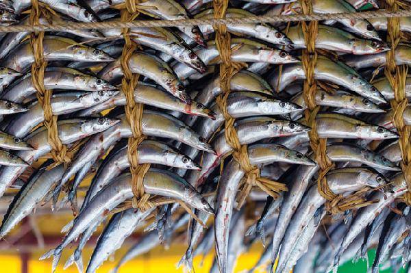 [월간산]꽁치를 통으로 엮어 말리는 통마리과메기. 배를 가른 과메기보다 기름기가 많아 현지사람들이 더 선호한다.