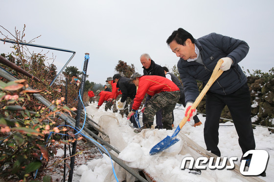 지난달 27일 원희룡 제주지사가 폭설로 피해를 입은 서귀포시 남원읍 블루베리 농장에 찾아가 해병대 병사들과 함께 피해 복구 작업을 하는 모습. (뉴스1 DB) /뉴스1 © News1 이석형 기자