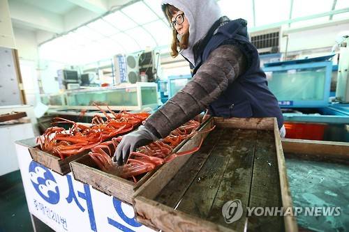 대게 가격 '껑충'     (포항=연합뉴스) 김준범 기자 = 27일 오전 경북 포항시 구룡포읍 구룡포항 수협 공판장에서 중매인이 대게를 판매하고 있다. 최근 동해상의 가상악화로 조업이 어려워 대게 가격이 치솟았다. 2016.1.27     psykims@yna.co.kr