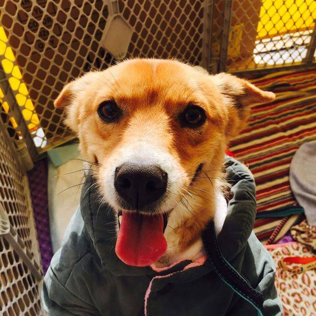 웰시코기를 닮은 코기는 유기견 가족찾기 행사장에 나와도 대부분의 시간동안 가만히 앉아 있는다. 이태원 유행사 제공