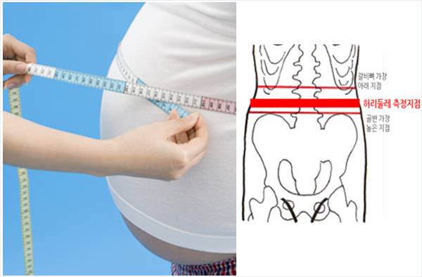 [사진=좌,게티이미지뱅크 우,올바른 허리둘레 측정법(WHO기준)]