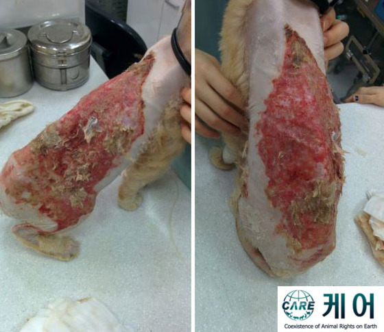 구조 당시 온몸에 심각한 화상을 입은 푸스.(사진 케어 제공)© News1