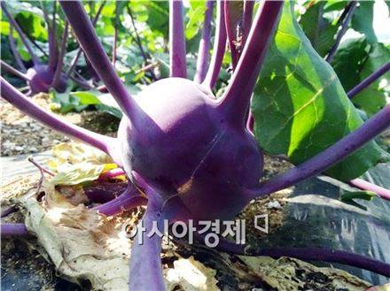 콜라비. 사진=아시아경제DB