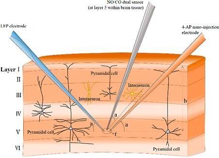 쥐의 대뇌 피질에 센서를 위치시킨 모식도. 센서를 이용한 기체의 실시간 측정을 위해 쥐의 대뇌 피질 세포층에 전극으로 간질 발작을 일으킨다. 간질 발작 시 일산화질소와 일산화탄소 기체의 농도가 변화하게 되는데, 센서를 이용해 순간의 변화들을 실시간으로 측정해 낼 수 있다. <<IBS 제공>>