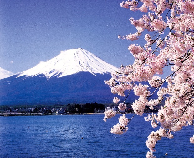 일본 후지산과 벚꽃