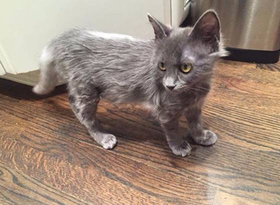 미국 동물 매체 도도(The dodo)는 6일(현지시간) 온몸이 보라색으로 염색된 뒤 개의 장난감으로 버려진 것으로 추정되는 보라색 고양이 '스머프'의 근황을 전했다.(사진 도도 관련 기사 캡처)© News1