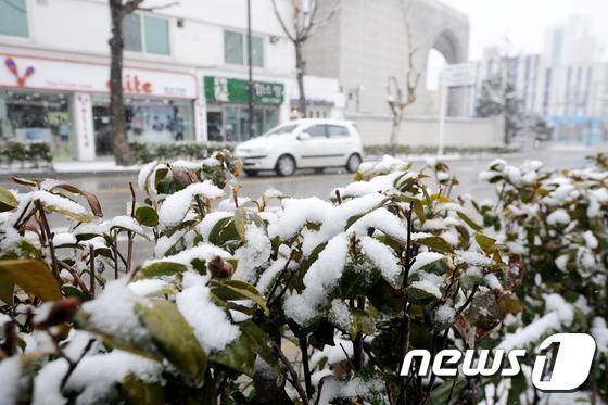 강원 동해안에 폭설이 내린 9일 강릉시 용강동 일대 풀잎에 봄을 시샘하는 눈이 가득히 쌓여있다. 강원지방기상청에 따르면 현재까지 적설량은 간성(고성) 24㎝, 양양 8㎝, 설악동(속초) 8㎝, 미시령 7㎝, 속초 6㎝, 진부령 5㎝, 주문진(강릉) 3㎝ 등이다. 2016.3.9/뉴스1 © News1 서근영 기자