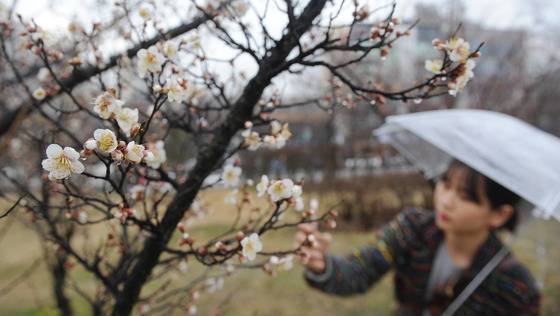 광주에서 핀 매화/사진=황희규 기자