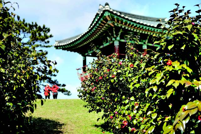 서천 마량동백나무숲과 동백정. 이제 막 꽃송이들이 벌어지기 시작했다. 3월 말~4월 중순이 만개 시기다. 사진 이병학 선임기자