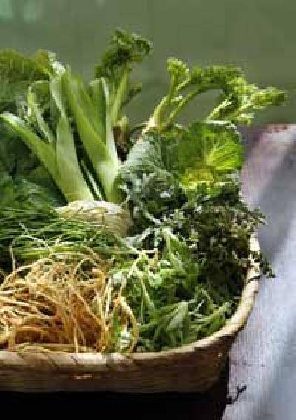 [헬스조선]쓴 맛이 강한 씀바귀는 입맛을 돋우고 소화불량을 가라앉히는 효능이 특징이다/사진=조선일보 DB