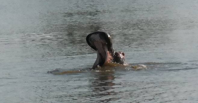 식사를 하며 하마의 수중쇼를 관람할 수 있다.