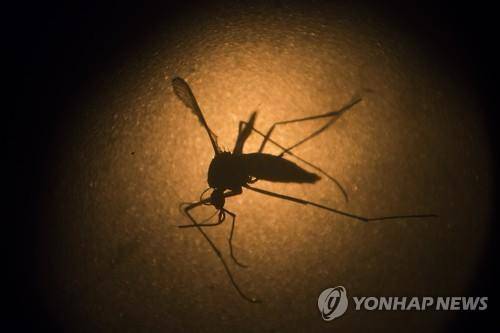 지카 바이러스 매개체인 '이집트숲모기'[AP=연합뉴스 자료사진]
