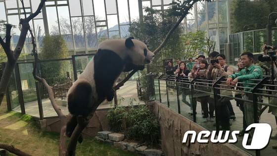 5일 에버랜드 수컷 판다 러바오가 느티나무 꼭대기 부근까지 올라 나뭇가지를 흔들고 있다. © News1