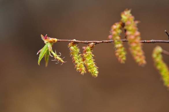 서어나무의 암꽃(왼쪽)과 수꽃(오른쪽)