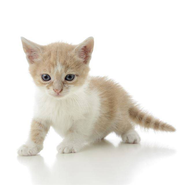 봄은 새끼고양이들이 많이 태어나는 시기다. 게티이미지뱅크