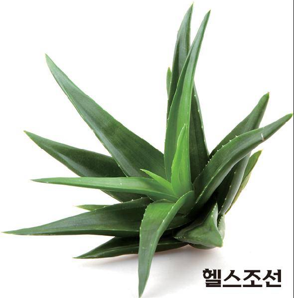 [헬스조선]알로에