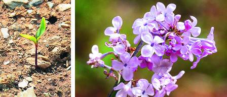 정향나무 묘목(왼쪽)과   수수꽃다리 꽃.