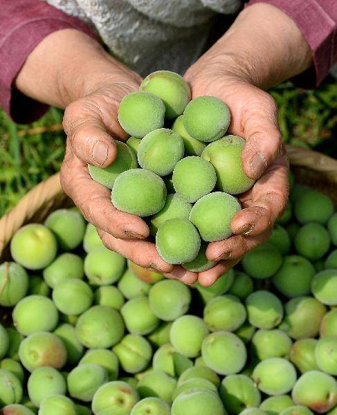 [헬스조선]다양한 효능이 있는 매실을 고를 때에는 껍질이 깨끗하고 색이 선명한 것이 좋다/사진=조선일보 DB
