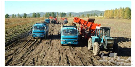 북한 협동농장의 감자 수확 모습(사진=노동신문)