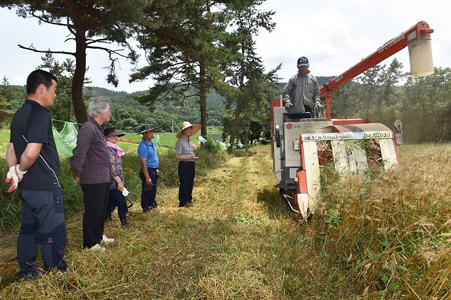 지난 13일 전남 보성군 웅치면 부춘마을에서 백남기씨의 아내 박경숙(왼쪽 셋째)씨가 남편의 후배들과 그가 남긴 ‘마지막 밀’을 수확하고 있다. 보성/강재훈 선임기자 khan@hani.co.kr