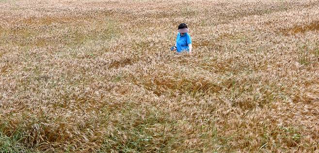 초록이 지나간 것들 사이로 아직 초록인 것들이 뒤섞여 있다. 누렇게 익은 밀보다 밀 틈에 끼어든 푸른 사료작물이 웃자랐다. 초록에 찔리는 밀을 쓰다듬으며 박경숙(63)씨가 수확을 하루 앞둔 밭에 있다. 보성/강재훈 선임기자 khan@hani.co.kr