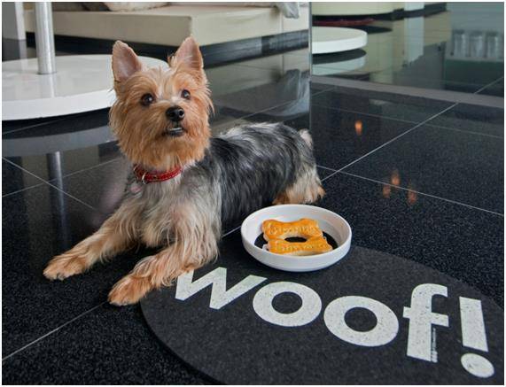 24시간 서비스 대기팀원들이 손님이 원할 경우 호텔 내의 산책코스에서 반려견 산책을 시켜준다. W서울 워커힐 제공