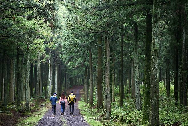 사려니오름 가는 길. 삼나무 빼곡한 깊은 숲길이 한없이 이어진다.