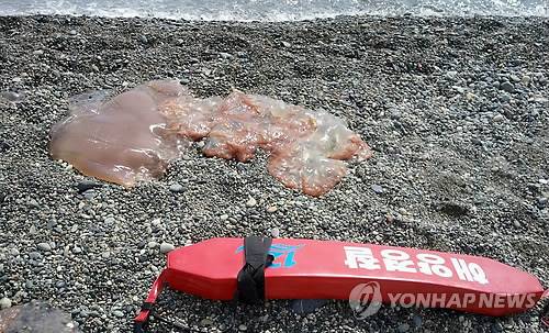 울산해변 불청객 '노무라입깃해파리'     (울산=연합뉴스) 27일 오전 울산시 북구 정자해변에서 발견된 '노무라입깃해파리'. 이 해파리에 쏘이면 통증과 홍반을 동반한 채찍모양의 상처가 생길 수 있다. 울산해양경찰서는 수온이 상승함에 따라 해파리 출현이 잦아질 것으로 보고 피서객들의 주의를 당부했다.2013.7.27<<울산해양경찰서 제공>>     hkm@yna.co.kr