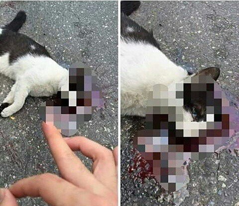 일간베스트(일베) 회원이 '일베 손모양'을 하며 고양이를 살해한 것을 인증하고 있다. 사진=온라인 커뮤니티(트위터) 캡처