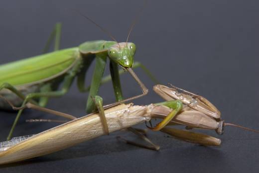 너무 끔찍해할 필요는 없다. 생명을 순환시키고자하는 자연의 섭리다.