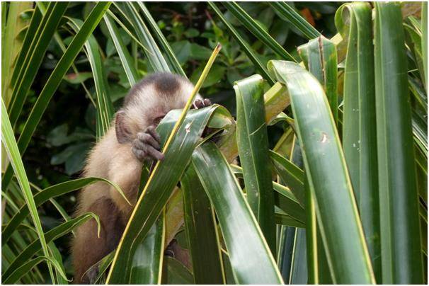 렌소이스 국립공원의 미니 버전인 ‘작은 렌소이스’엔 보일락말락 인간을 농락하는 원숭이가 산다.