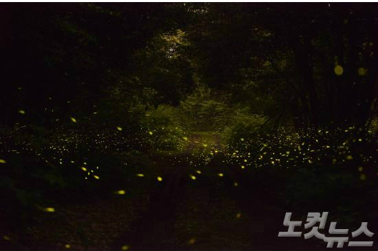 청수곶자왈 지역의 운문산 반딧불이 발광 모습, 2013년 촬영 (사진=난대·아열대산림연구소 제공)