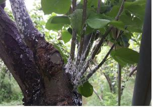 미국 선녀벌레/사진=연합뉴스