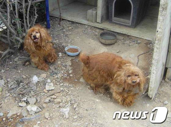 건설현장 식당 뒤편에서 방치돼 있던 코돌이와 코순이. © News1