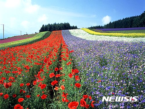 【서울=뉴시스】일본 홋카이도 후라노의 꽃밭. (사진=하나투어 제공)