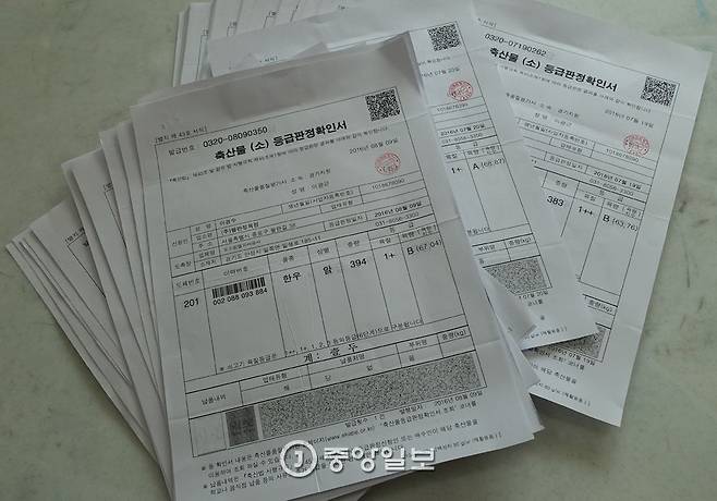 공판장에서 소의 지육과 함께 온 지난 2월 25일~8월 9일 사이 축산물 등급판정확인서를 살펴보니 모두가 암소였다. 1++(투뿔) 등급은 4마리 중 1마리 꼴이다.