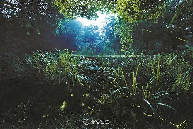 경북 영양 영양반딧불이특구. 빙글빙글 춤 추듯 날아다니는 늦반딧불이 궤적을 담았다.
