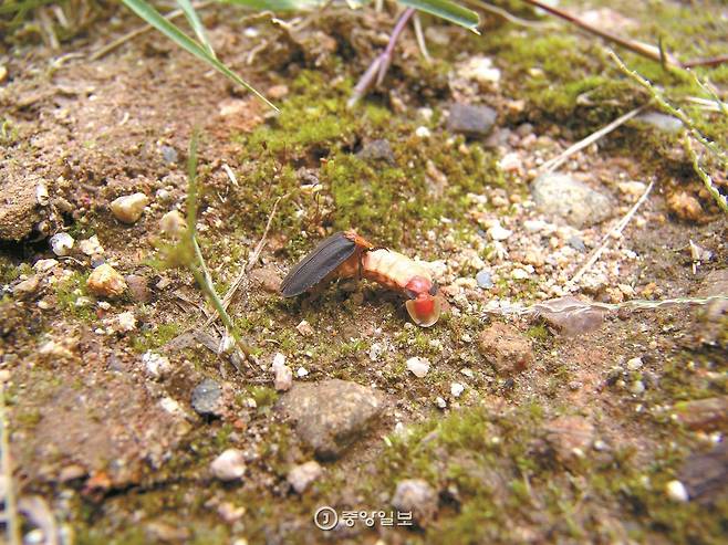 늦반딧불이 암컷(오른쪽)과 수컷. 암컷은 날개가 퇴화돼서 날지 못한다.