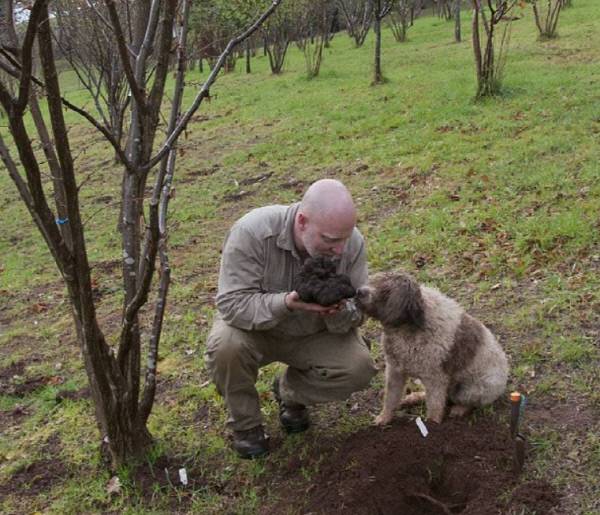 스튜어트 던바가 반려견과 함께 과수원 나무 아래서 송로버섯을 캔 뒤 기뻐하고 있다. 스튜어트 던바 인스타그램