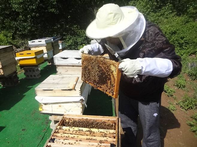 내검 중인 도시양봉가. 내검칼로 벌집의 지저분한 부분을 정리하거나 수벌 방을 없앨 수 있다. 최우리 기자