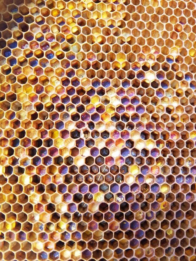 다양한 색깔의 화분방. 최우리 기자