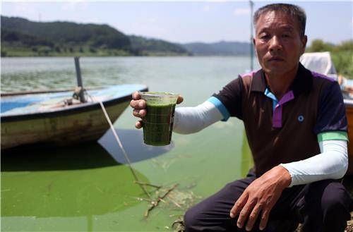 낙동강 어민이 컵으로 떠올린 녹조(연합뉴스DB)