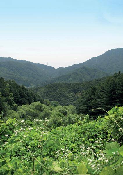 [월간산]첫 번째 잣나무 숲을 지난 묵밭에서 뒤돌아 본 산음리 협곡과 비슬고개. 왼쪽은 송이재봉 방면 지형도상의 658.1m봉(이 봉우리 북쪽 끝머리가 소리산), 오른쪽은 싸리봉이다.