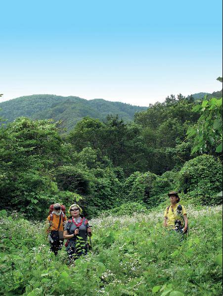 [월간산]임도에서 10분가량 내려온 샘골 개망초 꽃밭에서 뒤돌아본 늪산 동릉.