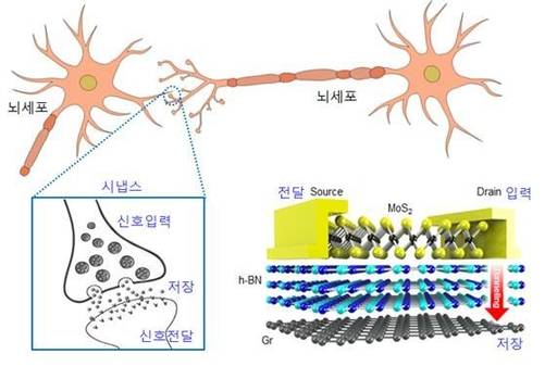 사람의 뇌에서 정보를 저장하고 신호를 전달하는 시냅스(왼쪽)와 연구진이 개발한 메모리 소자 작동원리.(오른쪽 하단)/IBS 제공