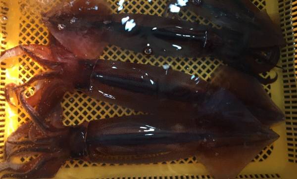 우리가 흔히 울릉도 오징어라 부르는 살오징어.